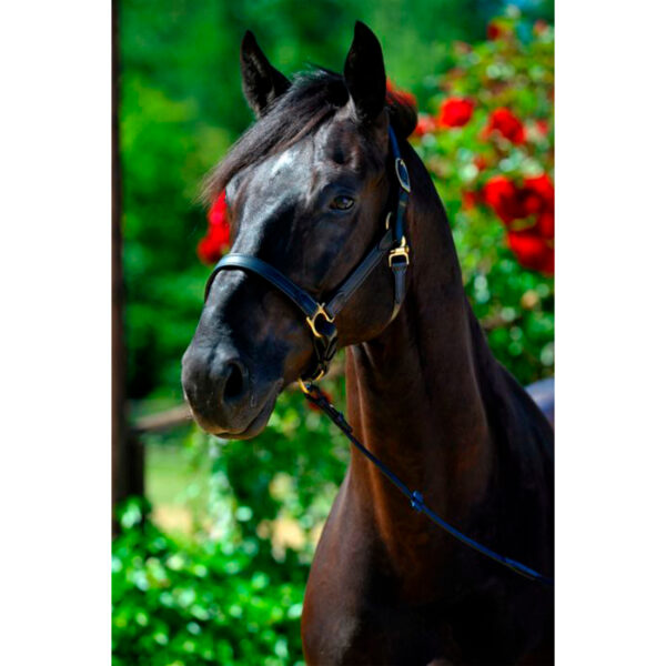 Stable halter NT